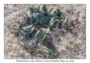 Welwitschia