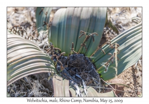 Welwitschia