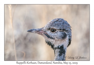 Ruppell's Korhaan