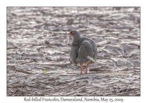 Red-billed Francolin