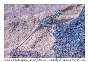 Namibian Rock Agama