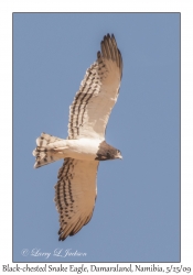 Blackchested Snake Eagle