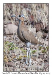 Burchell's Courser