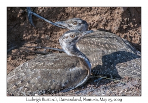 Ludwig's Bustard