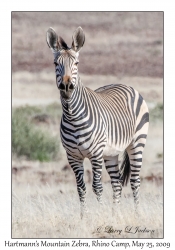 Hartmann's Mountain Zebra