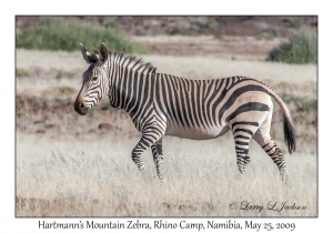 Hartmann's Mountain Zebra