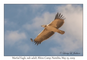 Martial Eagle