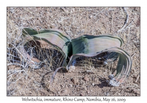 Welwitschia