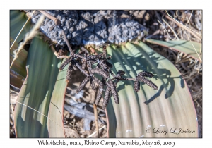 Welwitschia