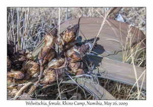 Welwitschia