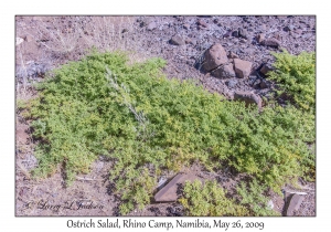 Ostrich Salad