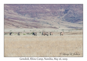 Gemsbok