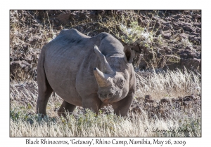 Black Rhinoceros