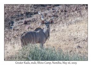 Greater Kudu