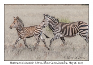 Hartmann's Mountain Zebra