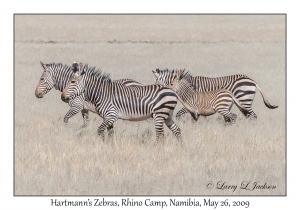 Hartmann's Mountain Zebra