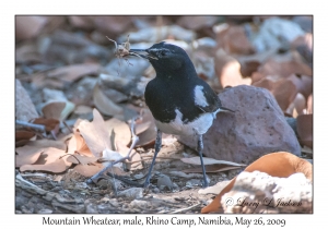 Mountain Wheatear