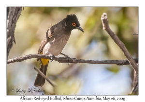 African Red-eyed Bulbul