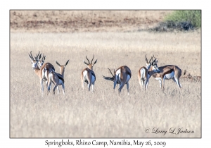 Springboks