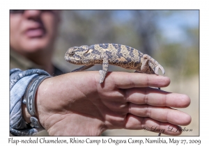 Flap-necked Chameleon