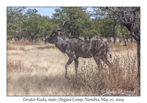 Greater Kudu