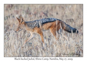 Black-backed Jackal