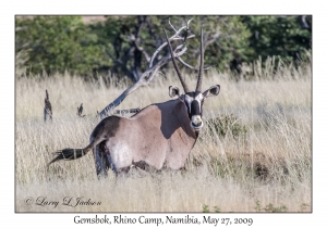 Gemsbok