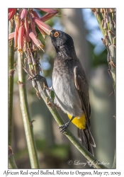 African Red-eyed Bulbul