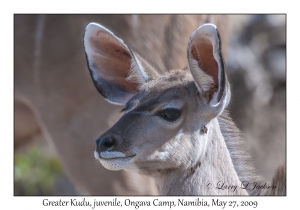 Greater Kudu