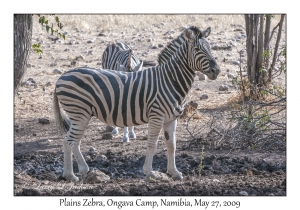 Plains Zebra