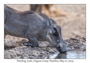 Warthog