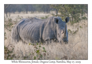 White Rhino