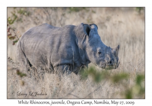 White Rhino