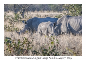 White Rhinos