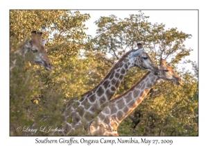 South African Giraffes