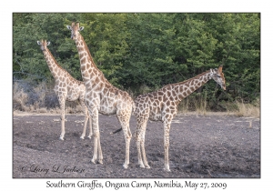 South African Giraffes