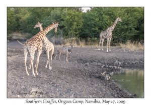 South African Giraffes