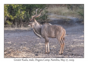 Greater Kudu