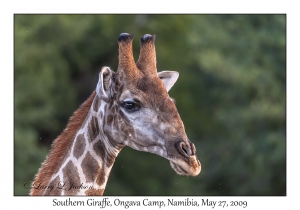 South African Giraffe