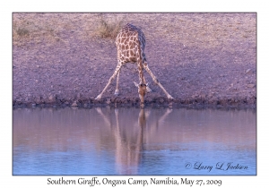 South African Giraffe