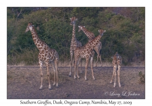 South African Giraffes