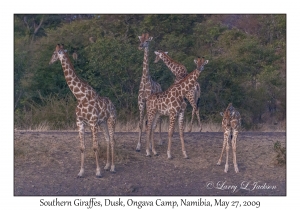 South African Giraffes