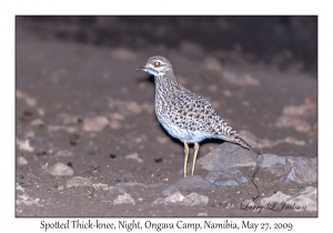 Spotted Thick-knee