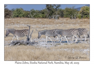 Plains Zebra