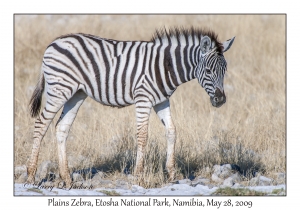 Plains Zebra