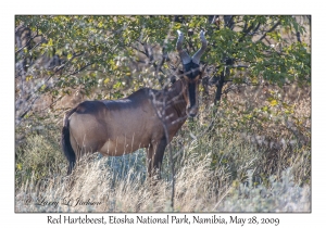 Red Hartebeest