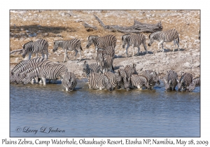 Plains Zebra