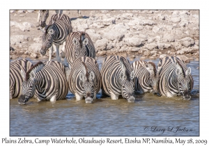 Plains Zebra