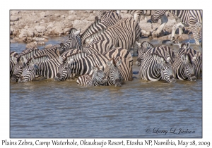 Plains Zebra