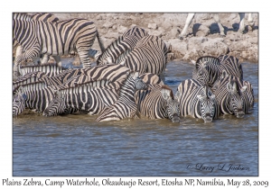 Plains Zebra